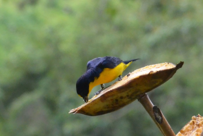 Costa Rica