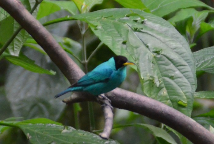 Costa Rica